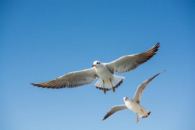 Single seagull flying in blue a sky