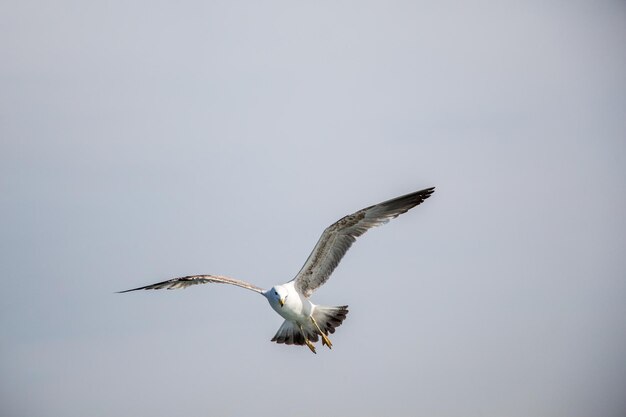 Single seagull flying in blue a sky