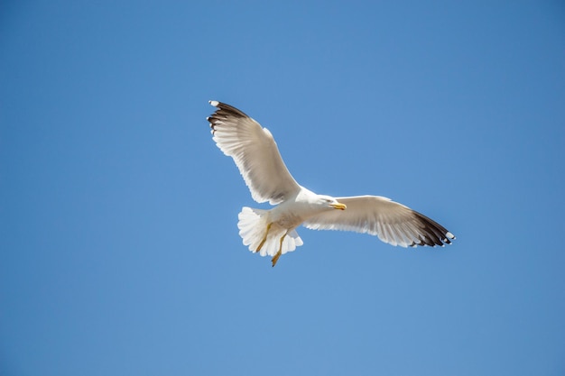 Single seagull flying in blue a sky