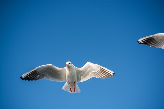 Single seagull flying in blue a sky