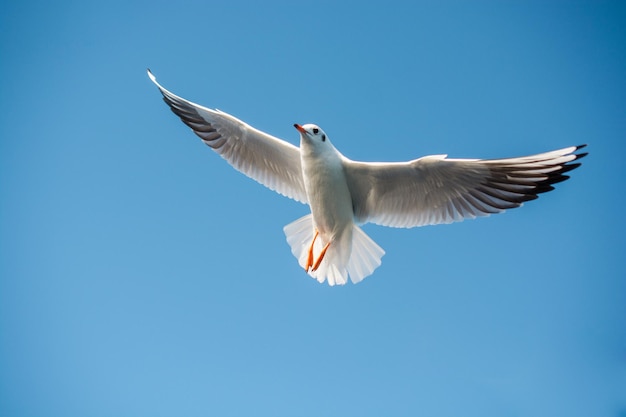 Single seagull flying in blue a sky