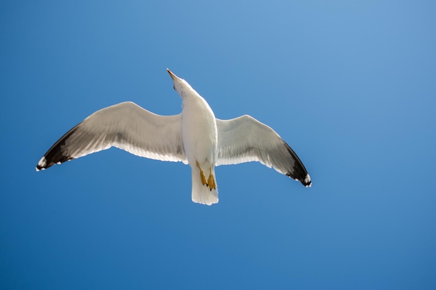 Single seagull flying in blue a sky