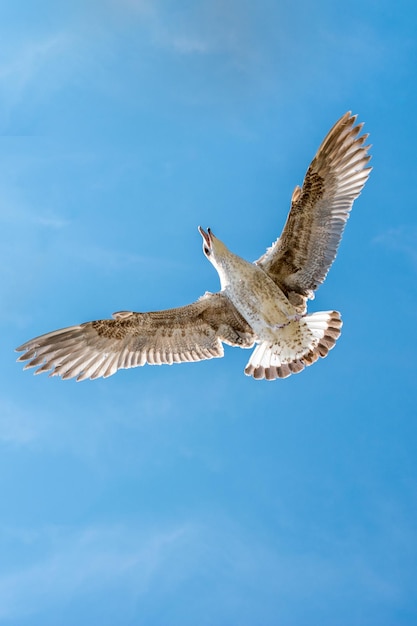 Single seagull flying in a cloudy sky