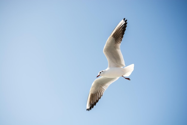 Single seagull flying in a sky as a background