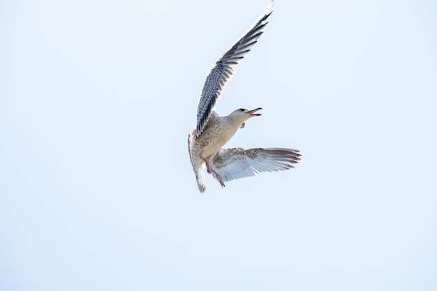 Single seagull flying in a sky