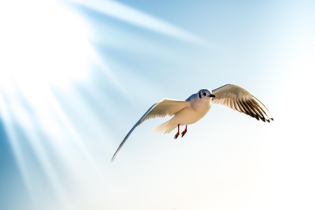 Photo single seagull flying in a sky