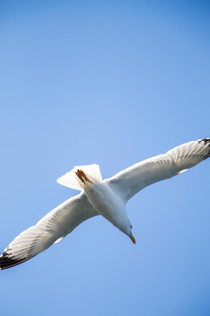 Single seagull flying in a sky