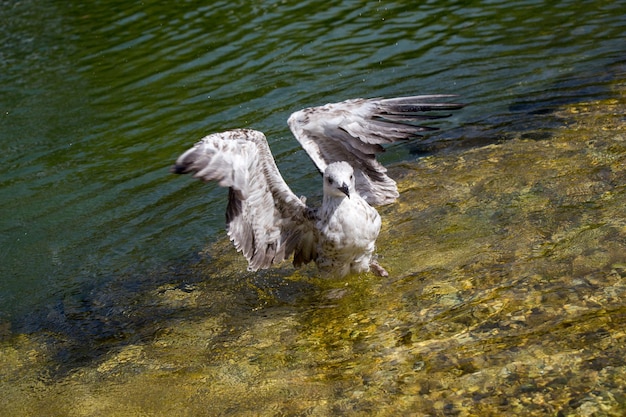 Single seagull having a bath water