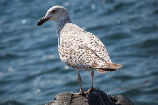 Single seagull is found on the shore of the sea