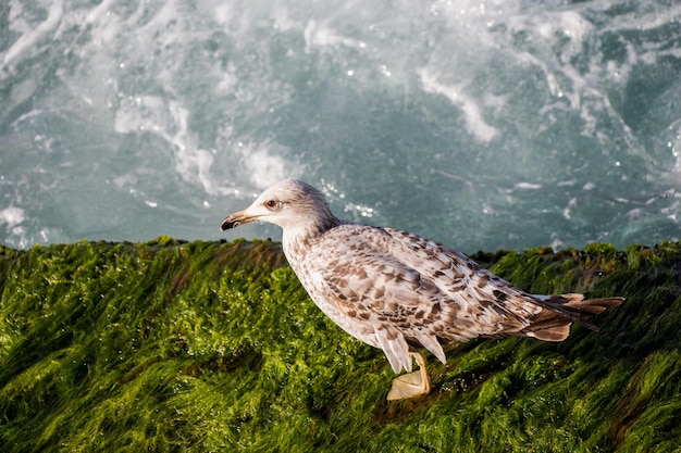 Single seagull is found on the shore of the sea