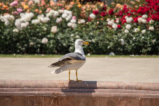 Single seagull in the park