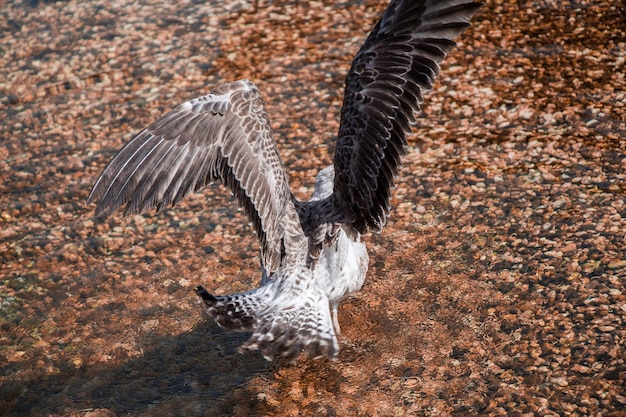 Single seagull in shallow water