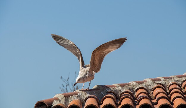 Single seagull sitting on the roof