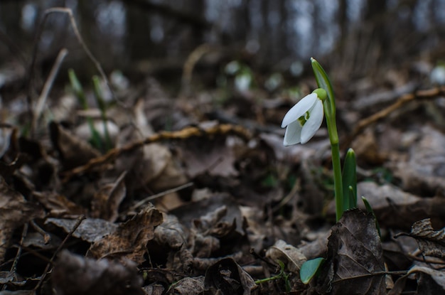 Single snowdrop