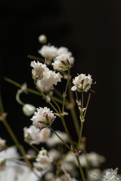 A single stalk of a gypsophila flower on a black background