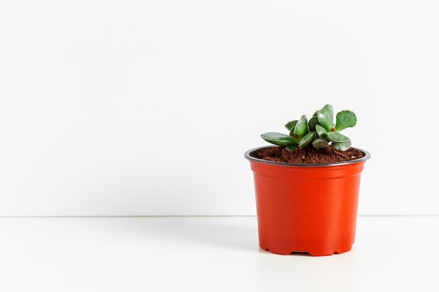 A single succulent plant potted 