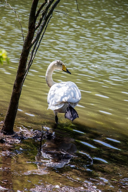 Single swan lives in the pond