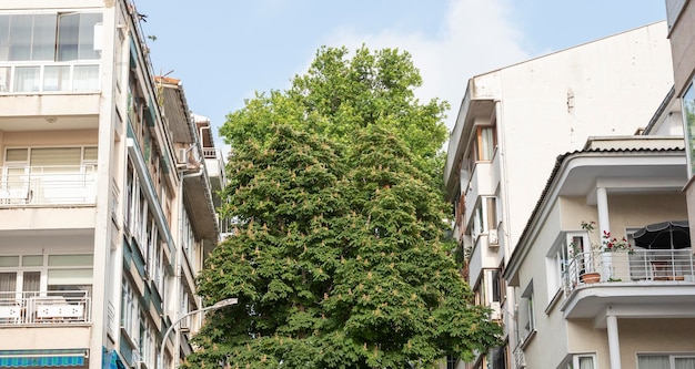 Single tree background between houses