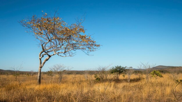 A Single Tree in the Dry Savanna of Brazil