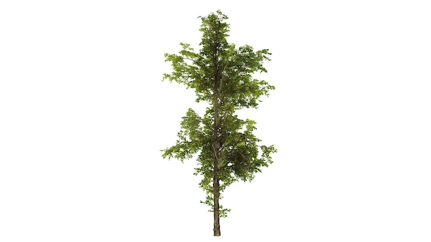 single tree on isolated background with clipping path