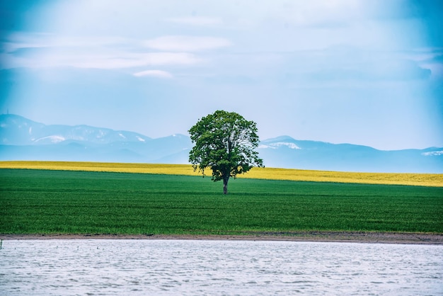 A Single Tree