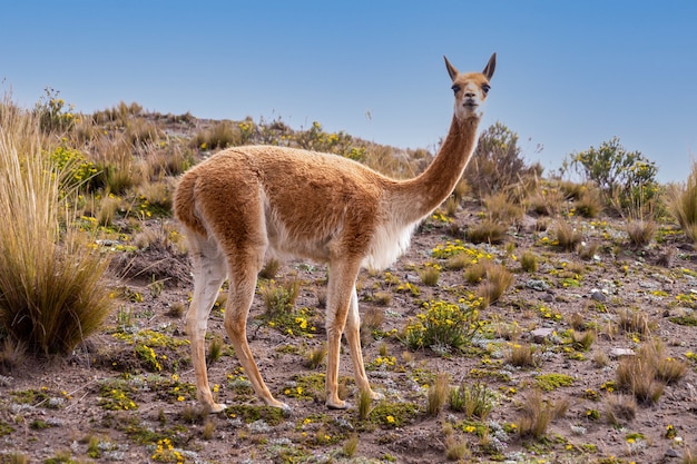 single vicuna from the reserve of chimborazo, ecuador