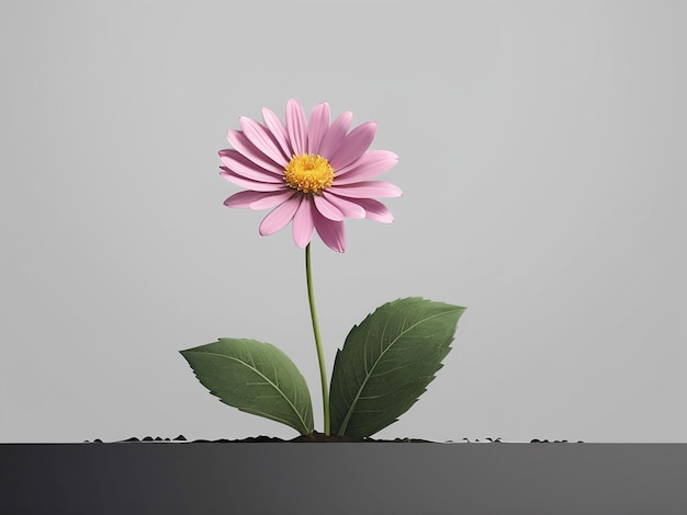 Single White Anemone Flower with Yellow Center