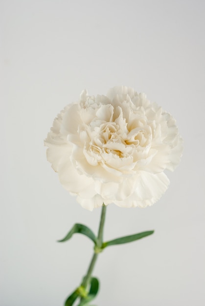 Photo single white carnation flower closeup