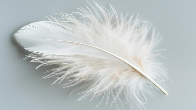 Single White Feather on Gray Minimalist Design Soft Lighting Ethereal Gentle Purity