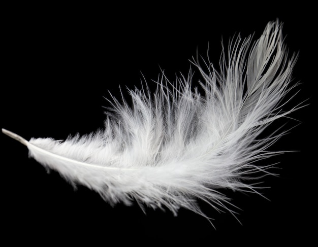 single white feather isolated on black background.