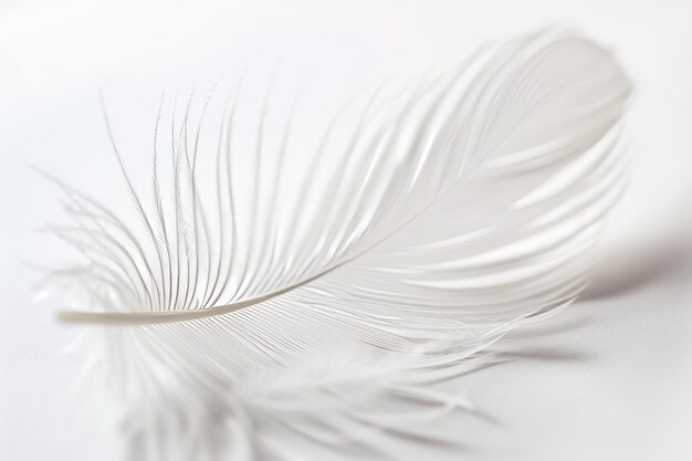 Photo single white feather on a white background soft delicate feather texture abstract background