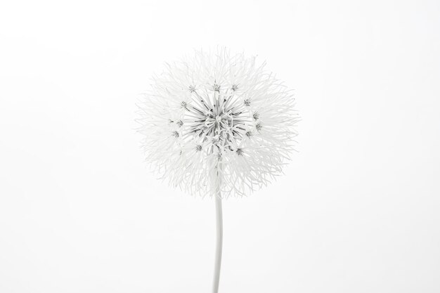 Single White Flower on White Background