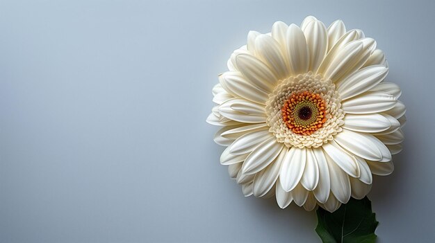 Photo single white gerbera daisy on a gray background with copy space