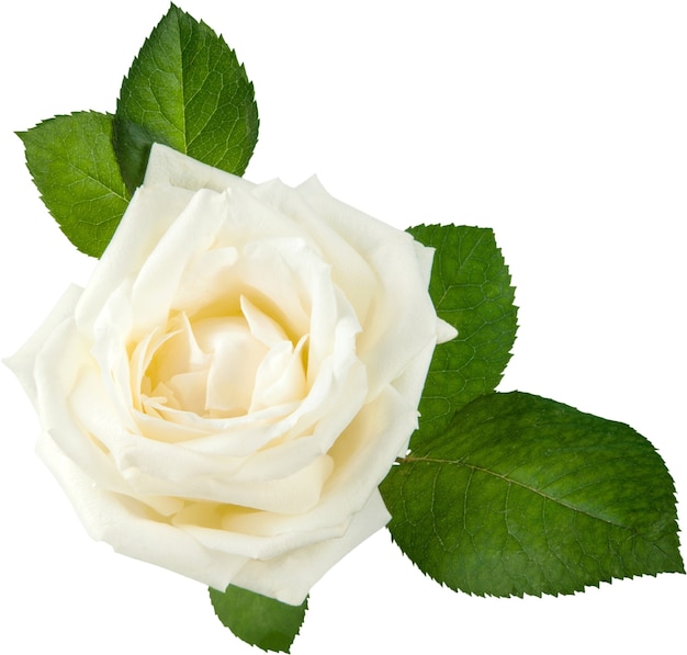 Single white Rose isolated on white background