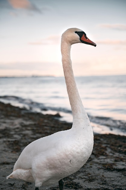 Single white swan on the seashore