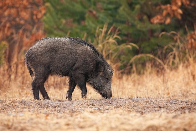 Single wild boar feeding on a meadow in autumn nature