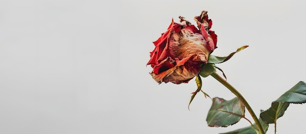 Photo a single wilted red rose with green leaves against a white background