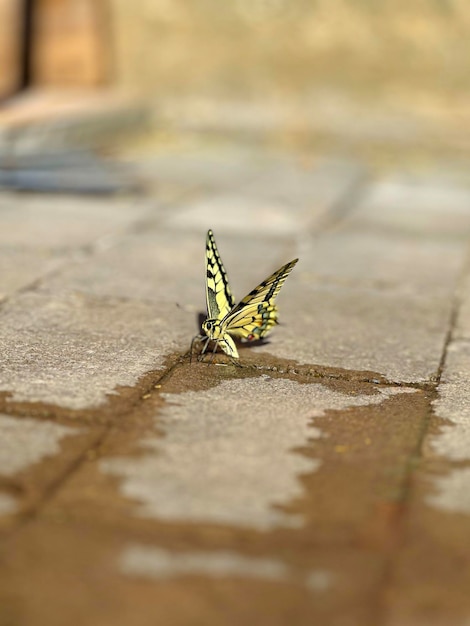 A single yellow butterfly rests on a stone path its delicate wings open showcasing a vibrant pattern