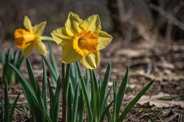 Single yellow daffodil in natural habitat