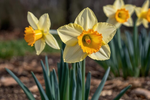 Single yellow daffodil in natural habitat