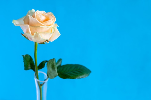 Single yellow rose flower with blue background