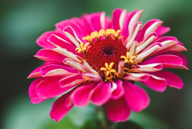 Single zinnia flower in the garden closeup Zinnia Elegans bloom