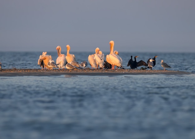 Singles and groups of great white pelican (Pelecanus onocrotalus) are photographed standing in blue water against a backdrop of green aquatic vegetation in soft evening light.