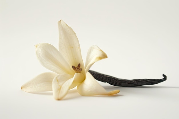 Photo singular vanilla flower in focus isolated on white background