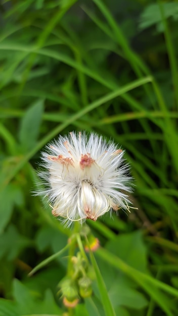 Sintrong plant is a member of the Latin Asteraceae tribe Crassocephalum crepidioides