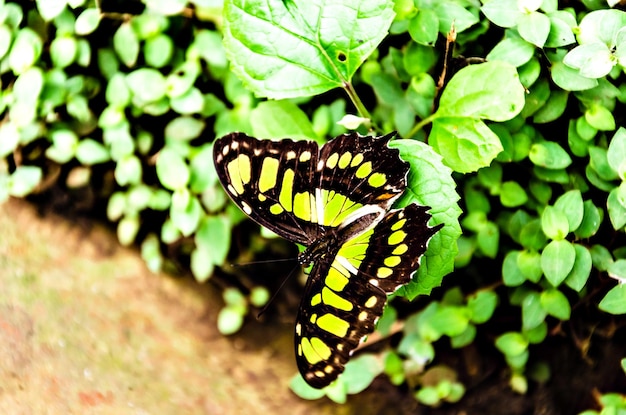 Siproeta Stelenes Butterfly (Malachite Butterfly), lepidopteron. Camouflaged green.