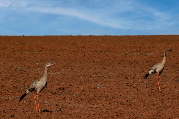 Siriema couple walking on plowed land in search of food