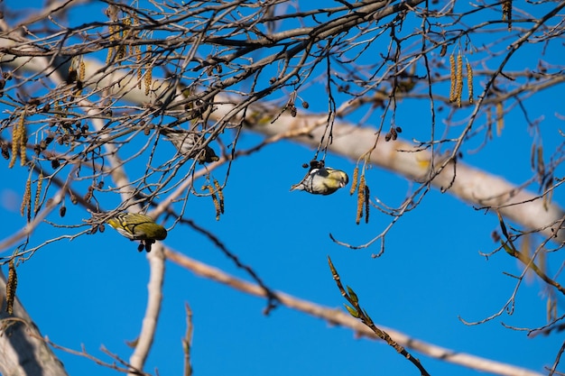 Siskin Carduelis spinus adult male in early spring