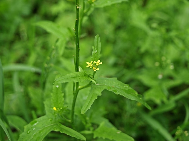 Sisymbrium altissimum is Sisymbrium Yellow flowering plant