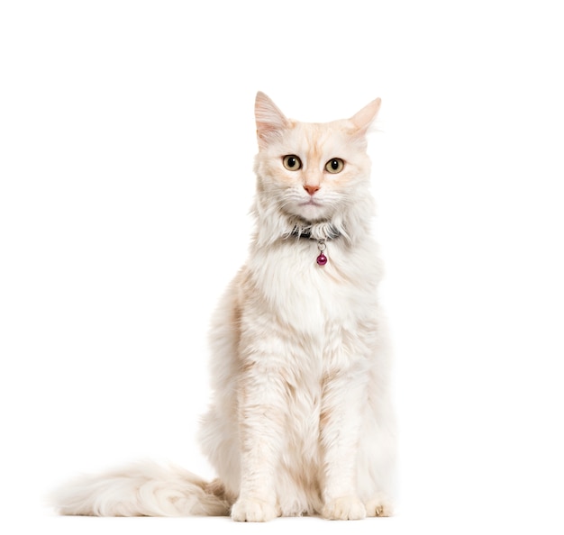 Sitting Angora Cat wearing a cat bell collar